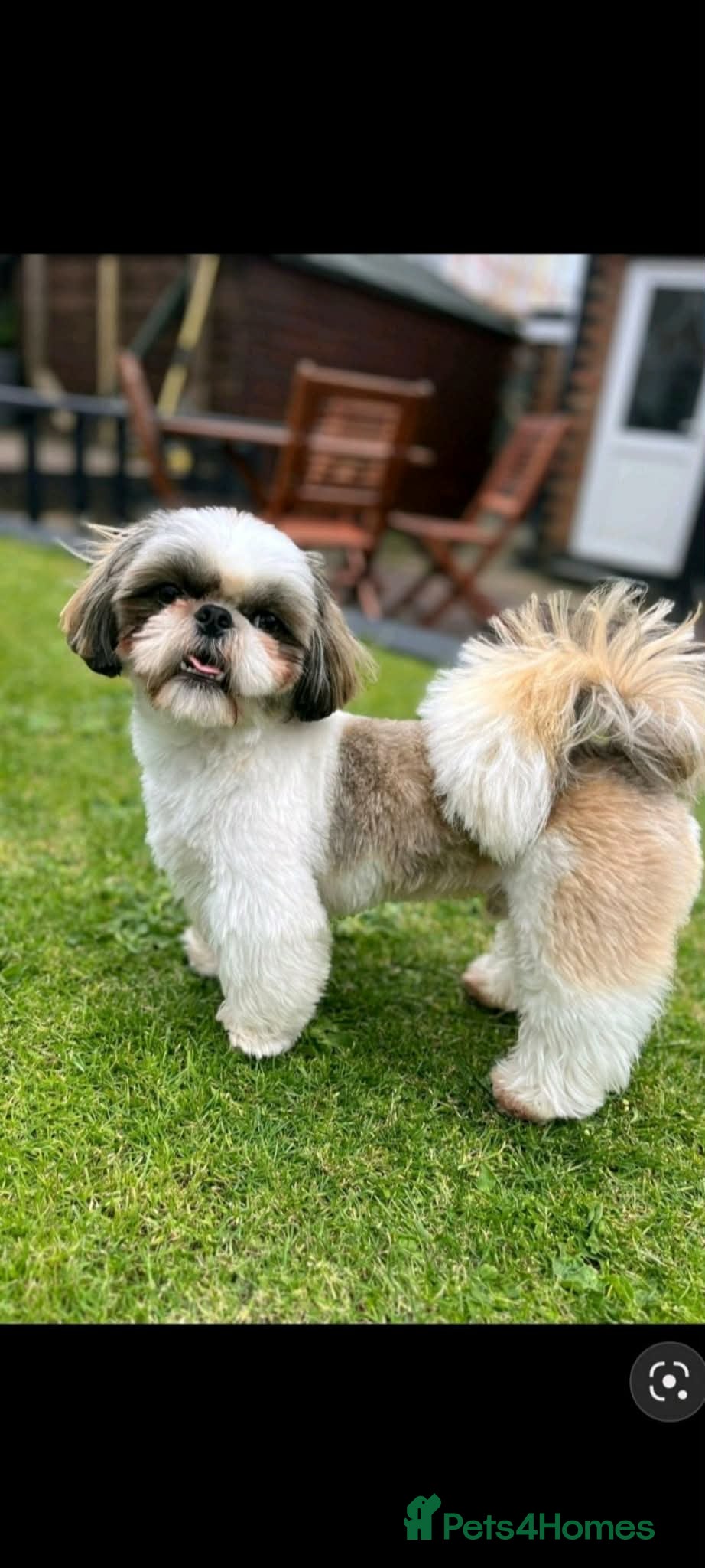 Shih Tzu dogs Frankie - Shih Tzu For Stud 💙 - Advert 1