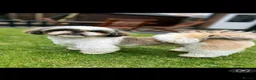 Shih Tzu dogs for stud: Frankie - Shih Tzu For Stud 💙 - Advert 1
