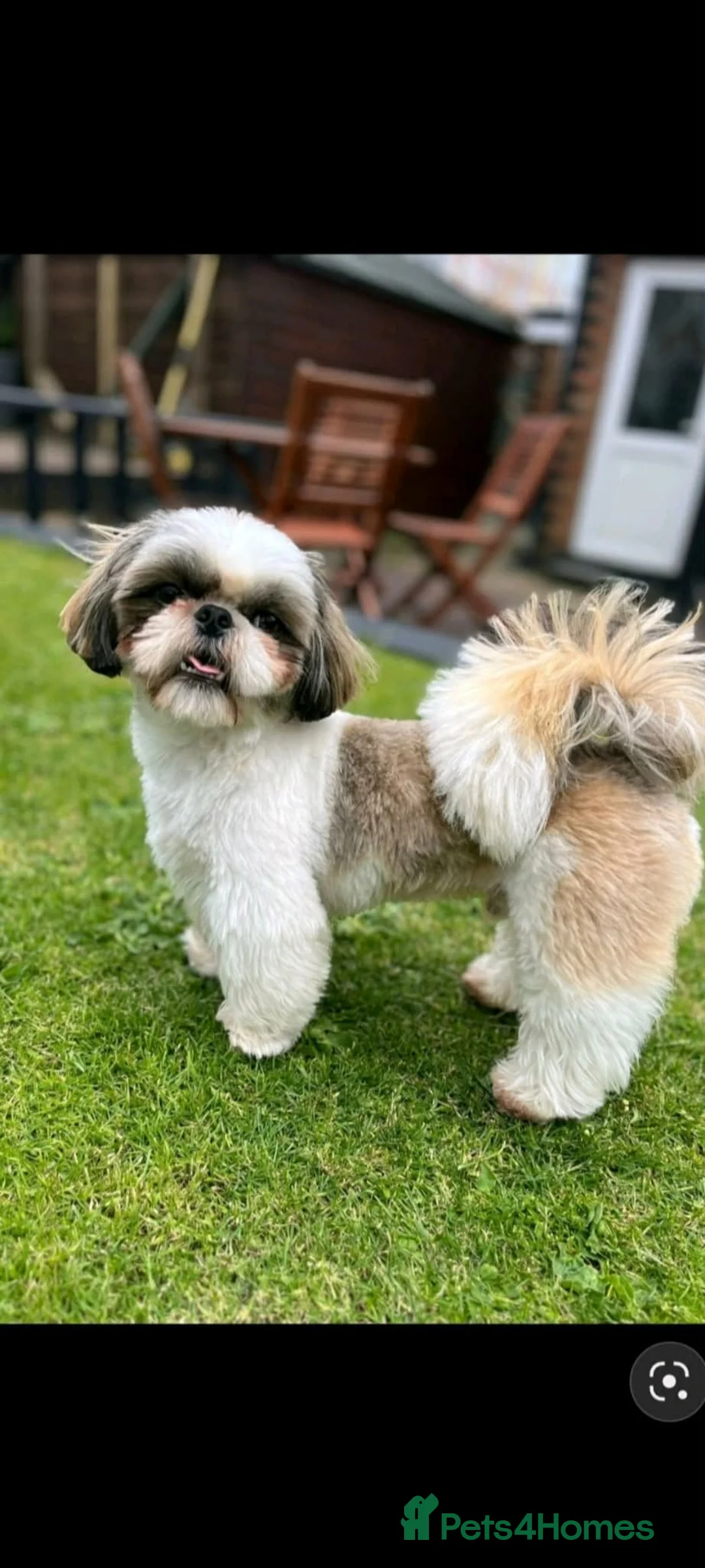 Shih Tzu dogs for stud: Frankie - Shih Tzu For Stud 💙 - Advert 1