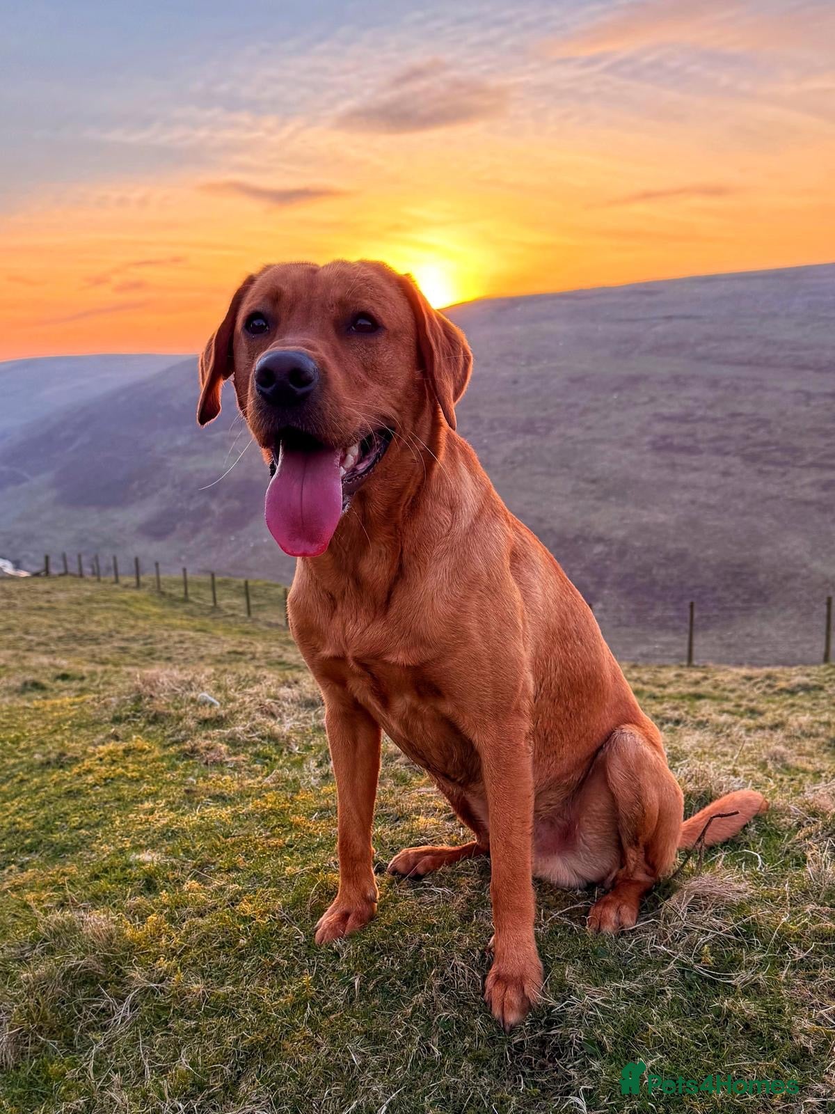 Labrador Retriever dogs KC reg Labrador , health tested parents  - Advert 2