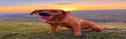 Labrador Retriever dogs for sale: KC reg Labrador , health tested parents  - Advert 2