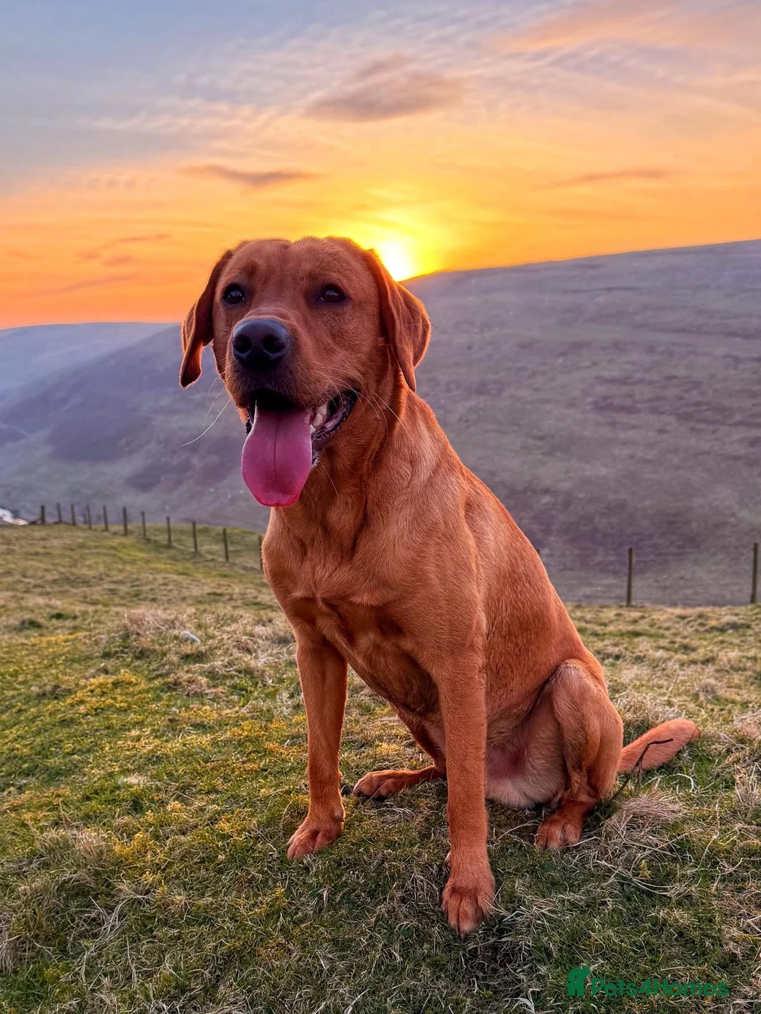Labrador Retriever dogs for sale: KC reg Labrador , health tested parents  - Advert 2