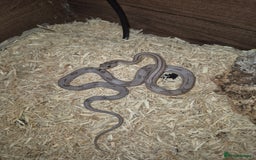 Corn Snake reptiles for sale: Young male anery motley cornsnake  - Image 5
