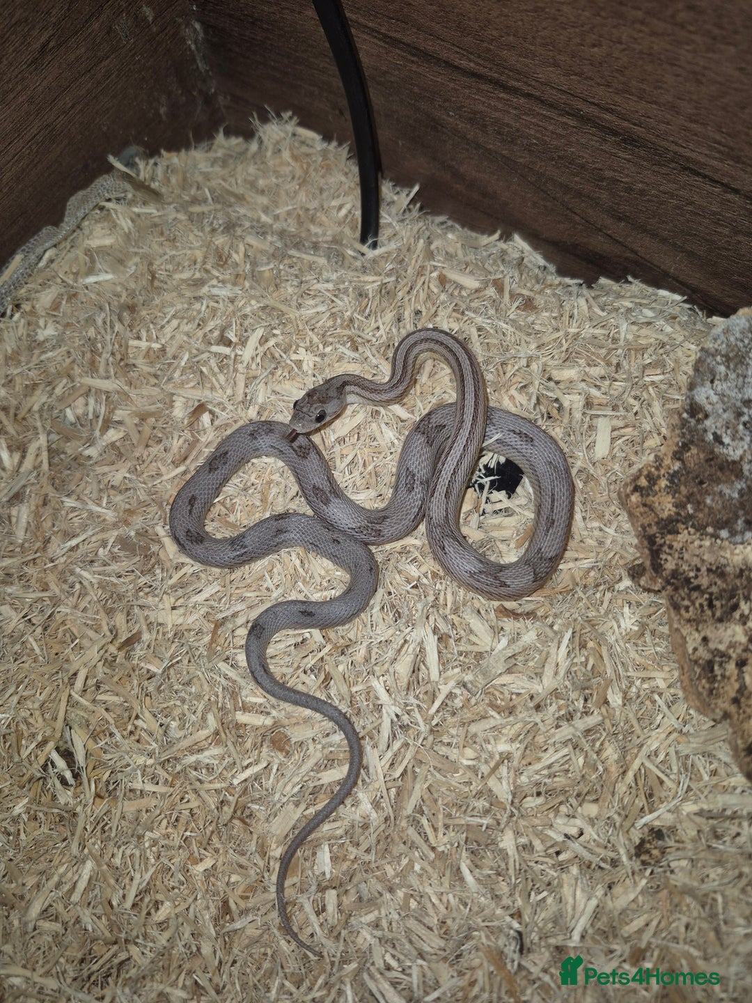 Corn Snake reptiles for sale: Young male anery motley cornsnake  - Image 5