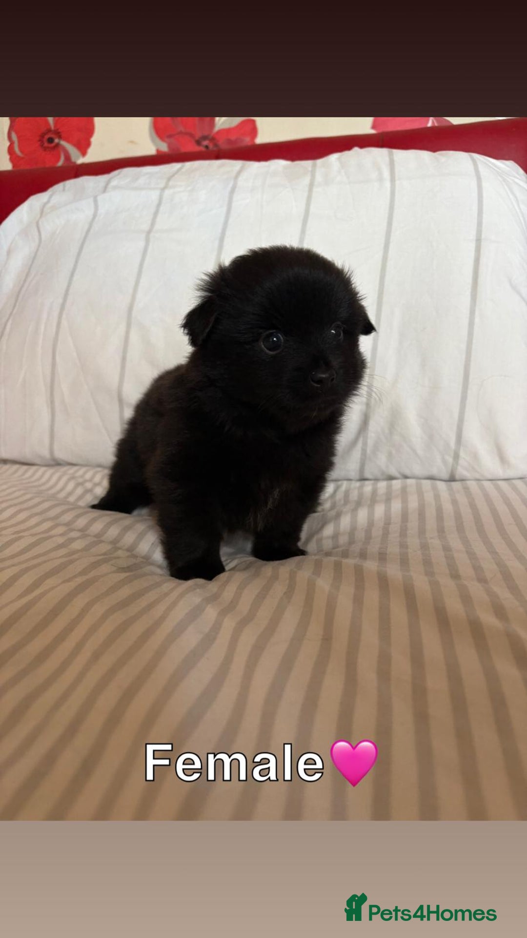 Pomeranian dogs for sale: 3 STUNNING POMERANIANS 1 MALE 2 FEMALE  - Image 9