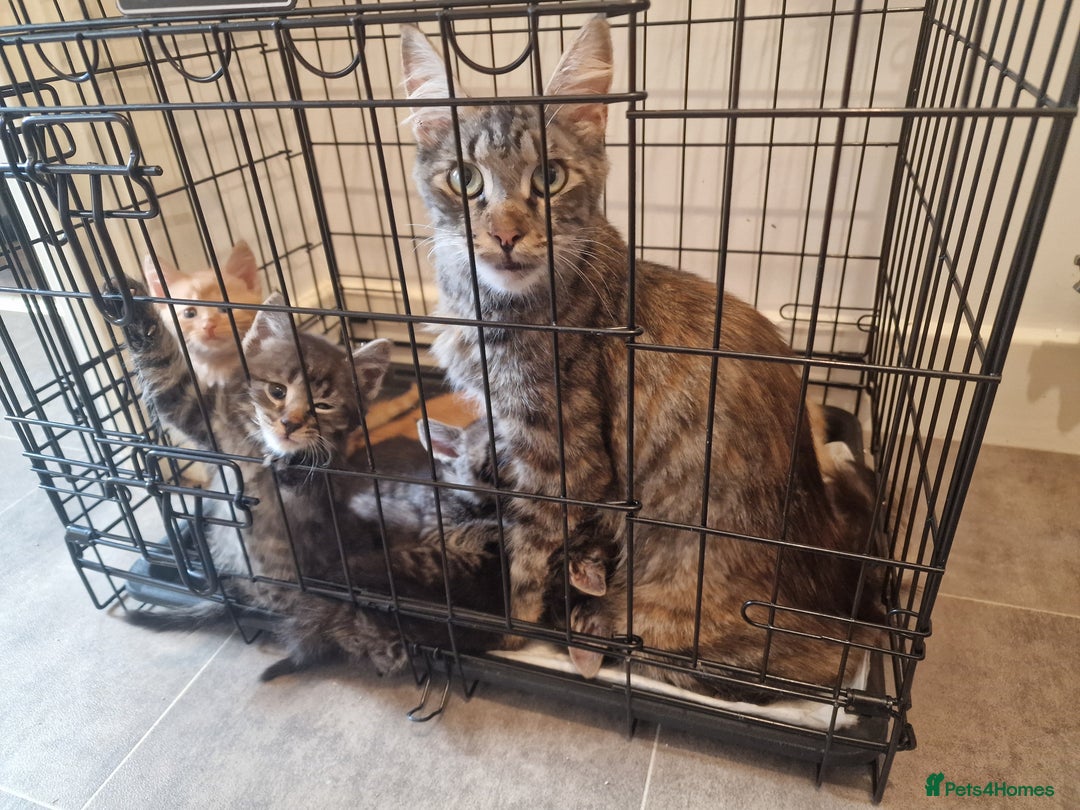 Mixed Breed cats for sale: Maine coon mixed kitchens - Image 21