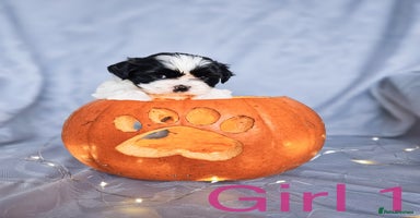 Shih Tzu dogs - Advert 4