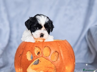 Shih Tzu dogs - Advert 6