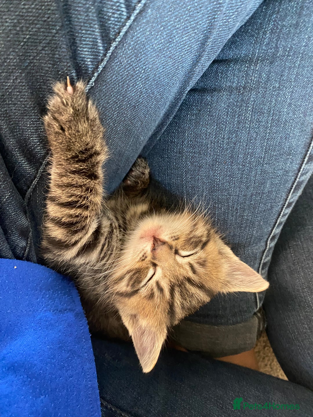 Mixed Breed cats for sale: Ragdoll x Tabbie - Image 13