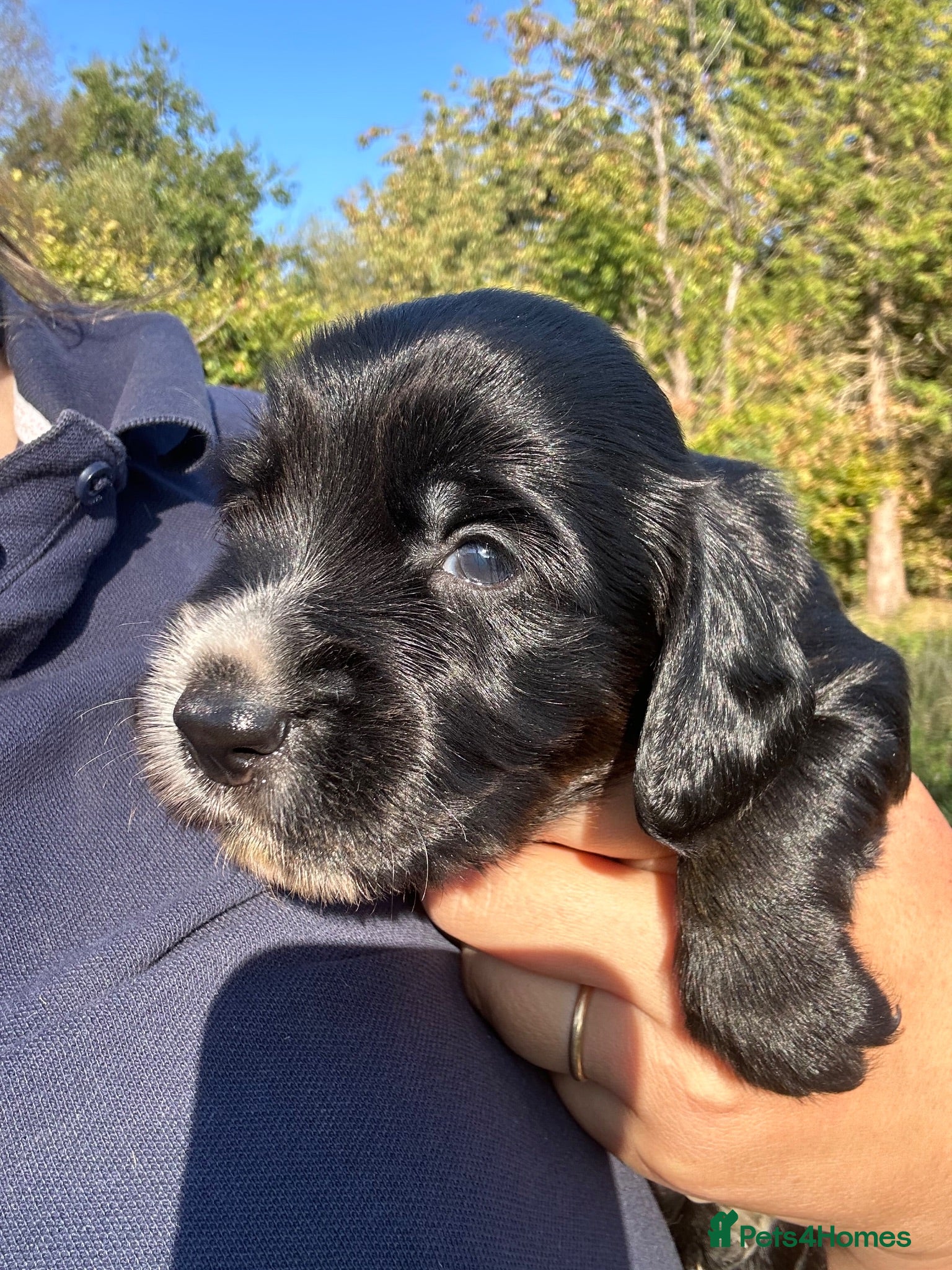 Cocker Spaniel dogs Cocker spaniels puppies for sale - Advert 11