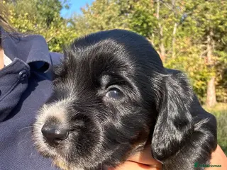 Cocker Spaniel dogs Cocker spaniels puppies for sale - Advert 1