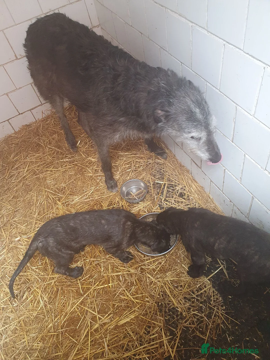 Mixed Breed dogs for sale: Unique 26 Generation English Deerhound  - Advert 2