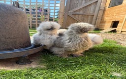 Chickens poultry for sale: Silkie Chicks Available - Image 4