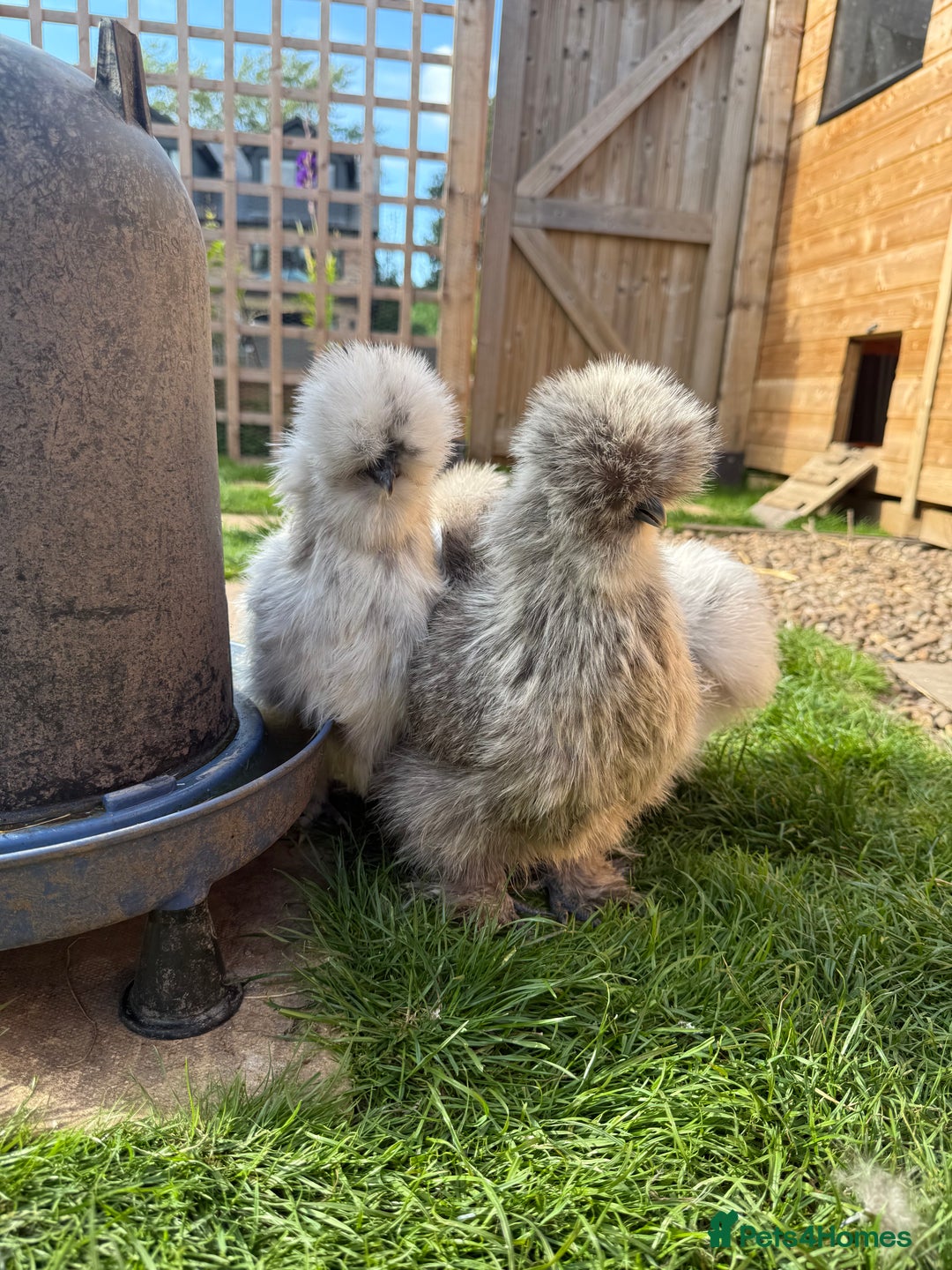 Chickens poultry for sale: Silkie Chicks Available - Image 4