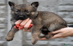 German Shepherd dogs for sale: German Shepherd Puppies - Image 16