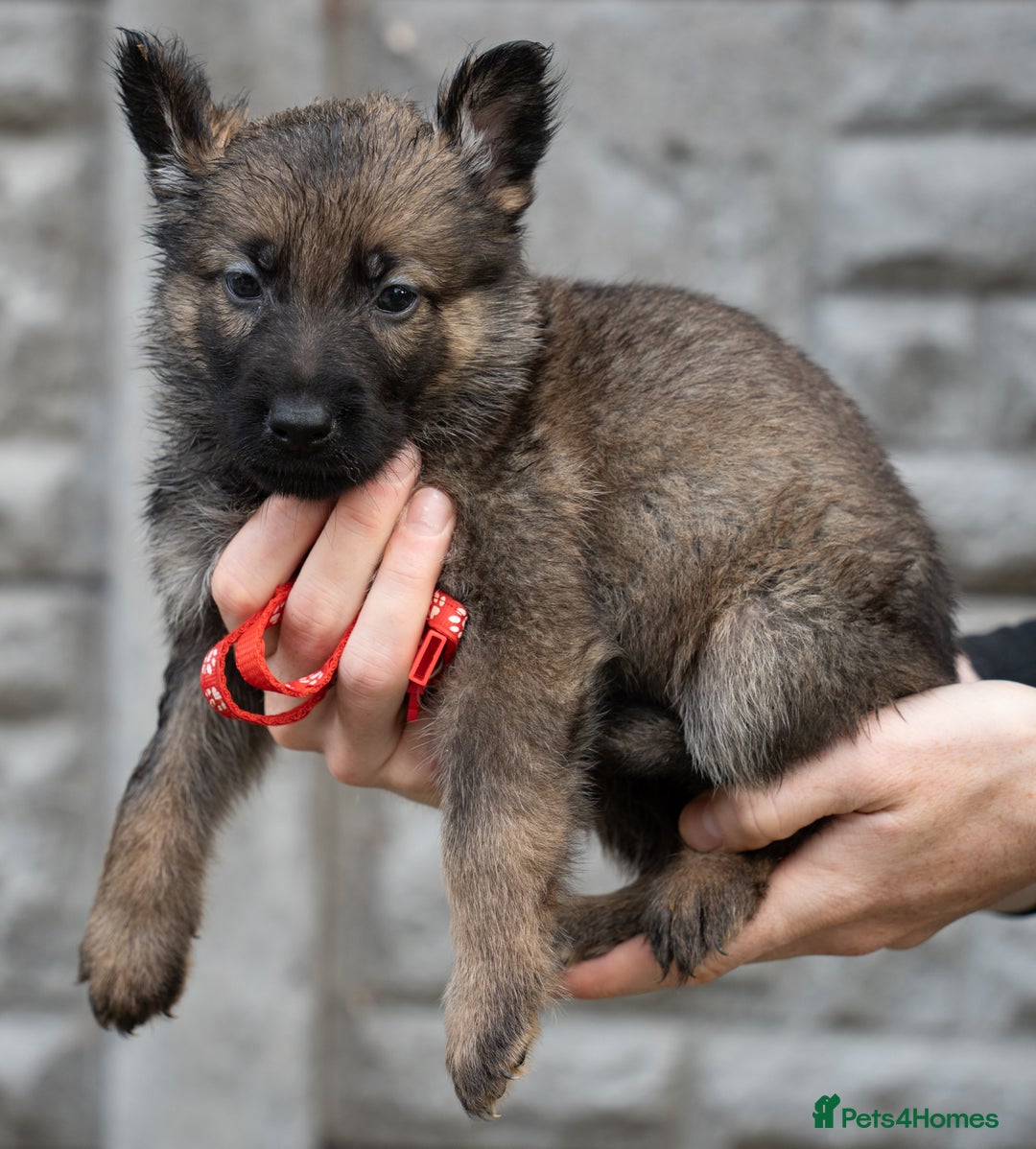 German Shepherd dogs for sale: German Shepherd Puppies - Image 16