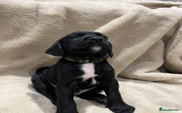 Mixed Breed dogs for sale: Springer Schnoodle puppies  - Advert 18