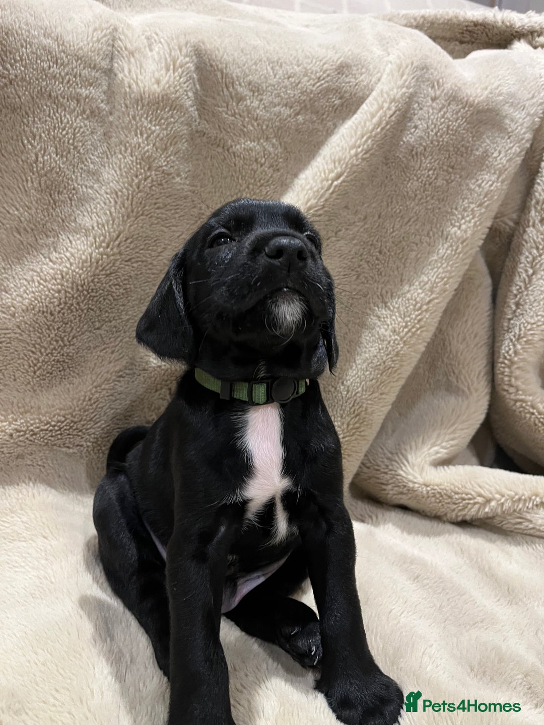 Mixed Breed dogs for sale: Springer Schnoodle puppies  - Advert 18