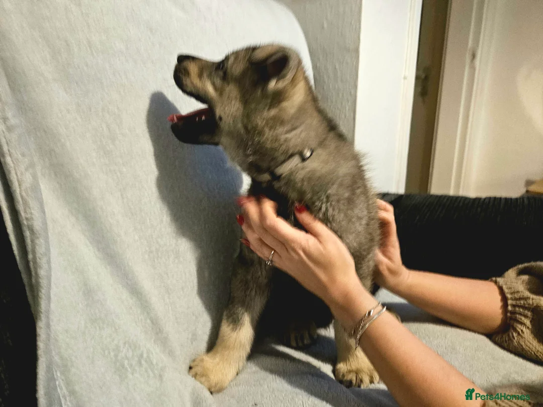 Utonagan dogs for sale: German Shep x Malamute x Husky Puppies - Advert 8