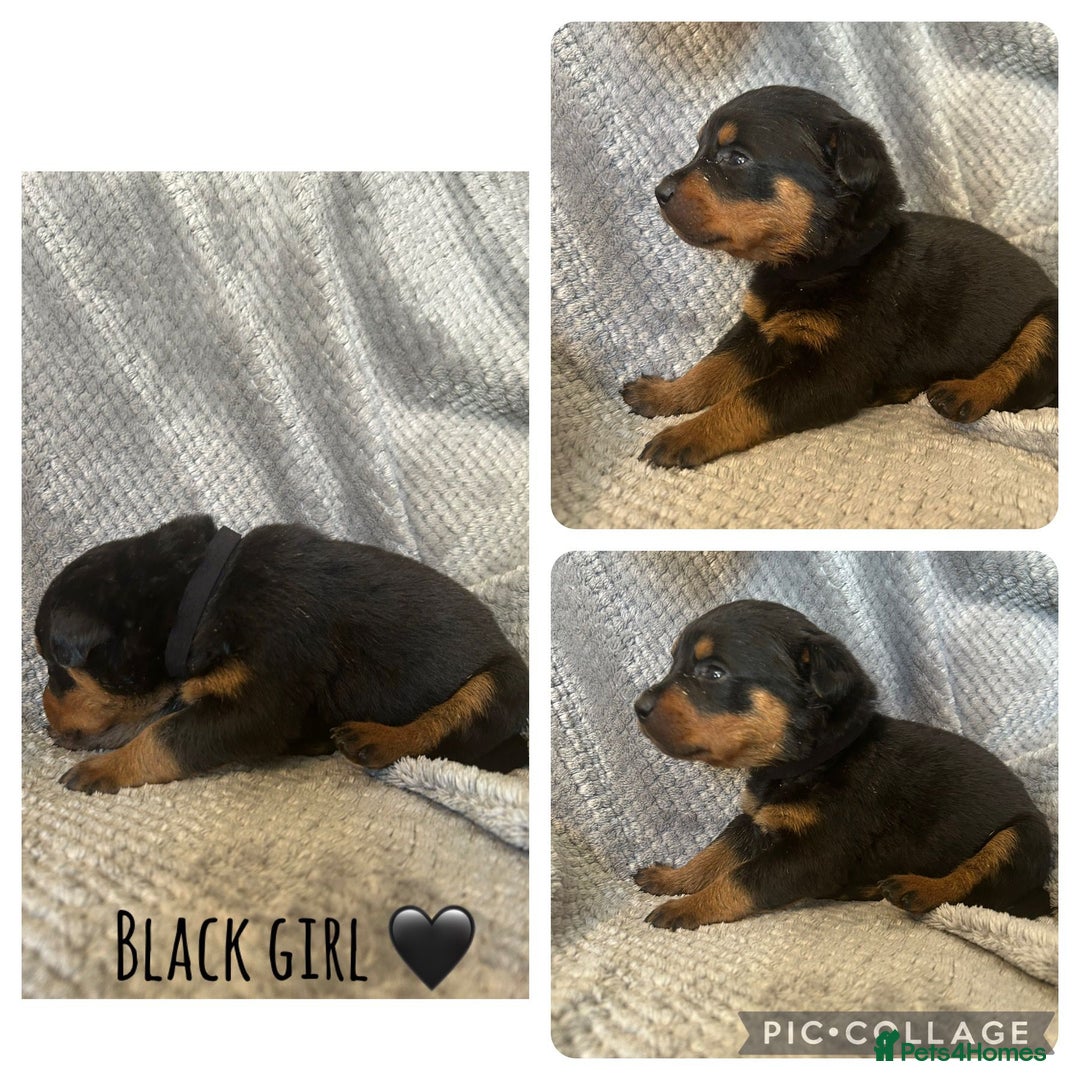 Rottweiler dogs for sale: Rottweiler puppies  - Advert 11
