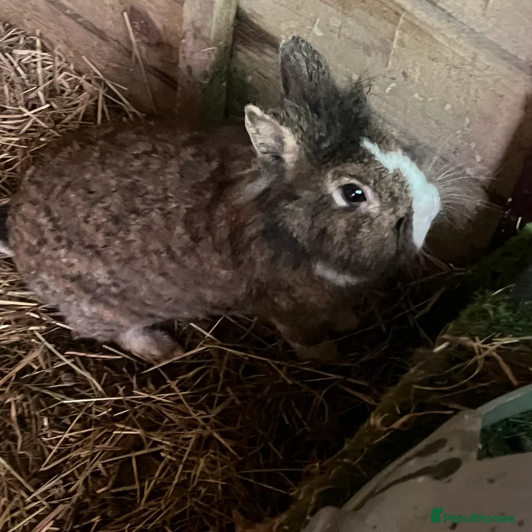 Lionhead rabbits for sale: 3 lion head rabbits  - Advert 3