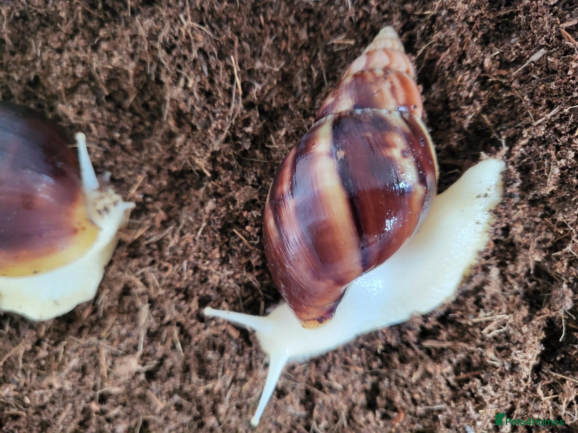 Snails invertebrates 🐌 10 Beautiful Giant African Land Snails 🐌 - Advert 1