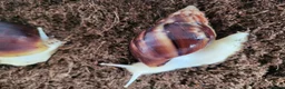 Snails invertebrates for sale: 🐌 10 Beautiful Giant African Land Snails 🐌 in Plymouth - Advert 1