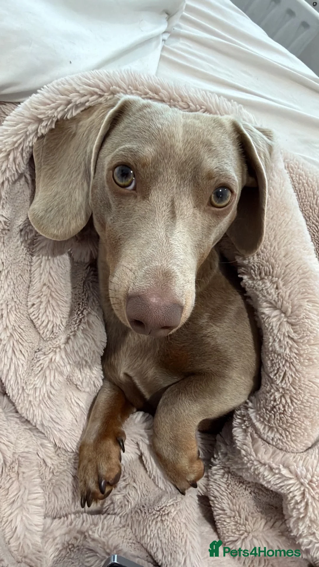 Miniature Dachshund dogs for stud: Isabella and Tan Miniature Daschund  - Advert 2