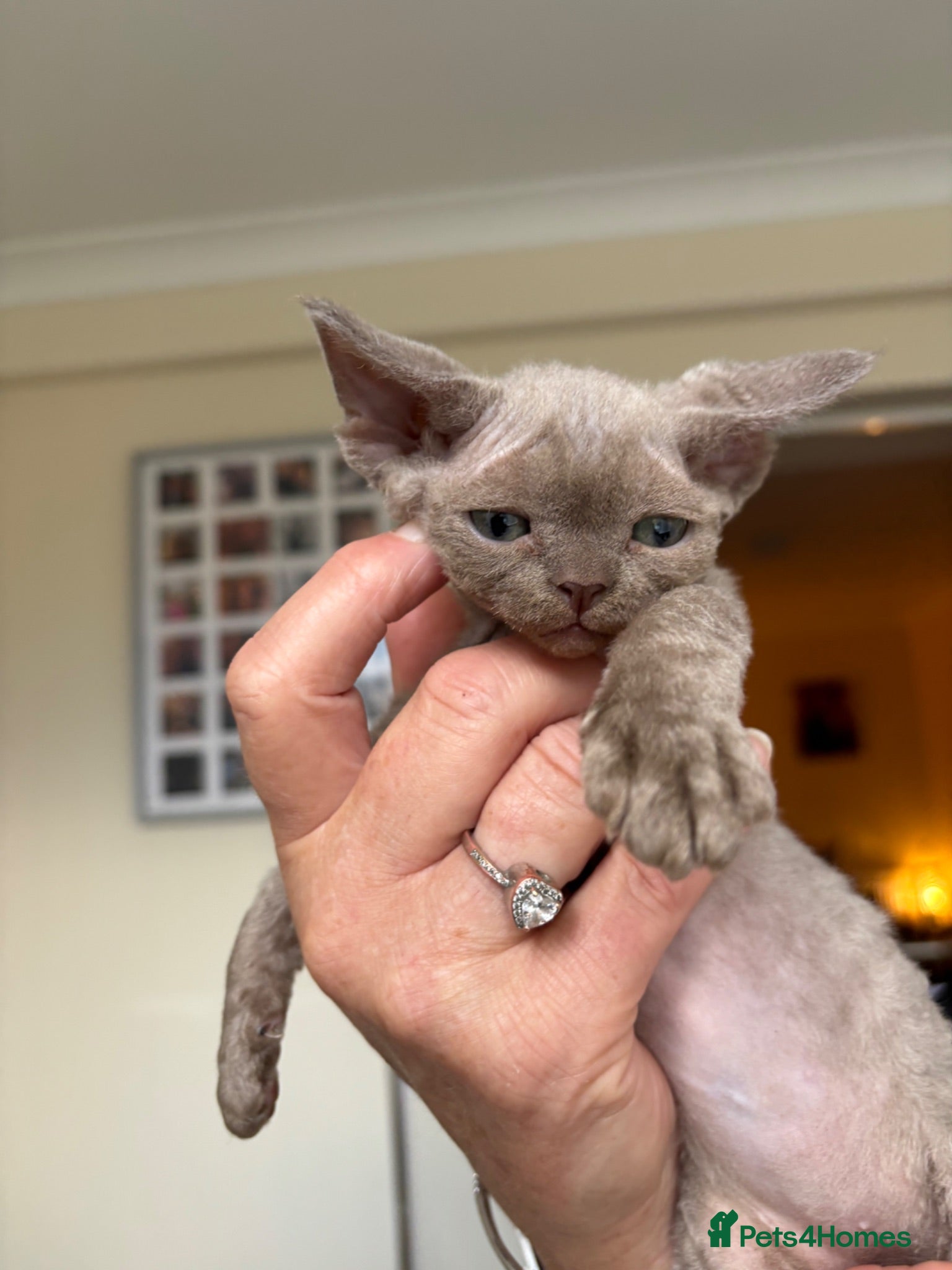 Devon Rex cats TICA Registered Devon Rex Lilac/Fawn Kittens  - Advert 2