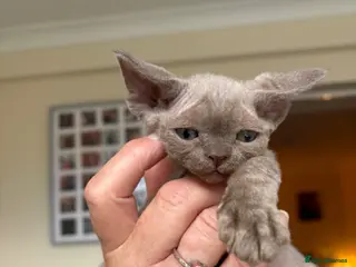 Devon Rex cats TICA Registered Devon Rex Lilac/Fawn Kittens - Advert 2