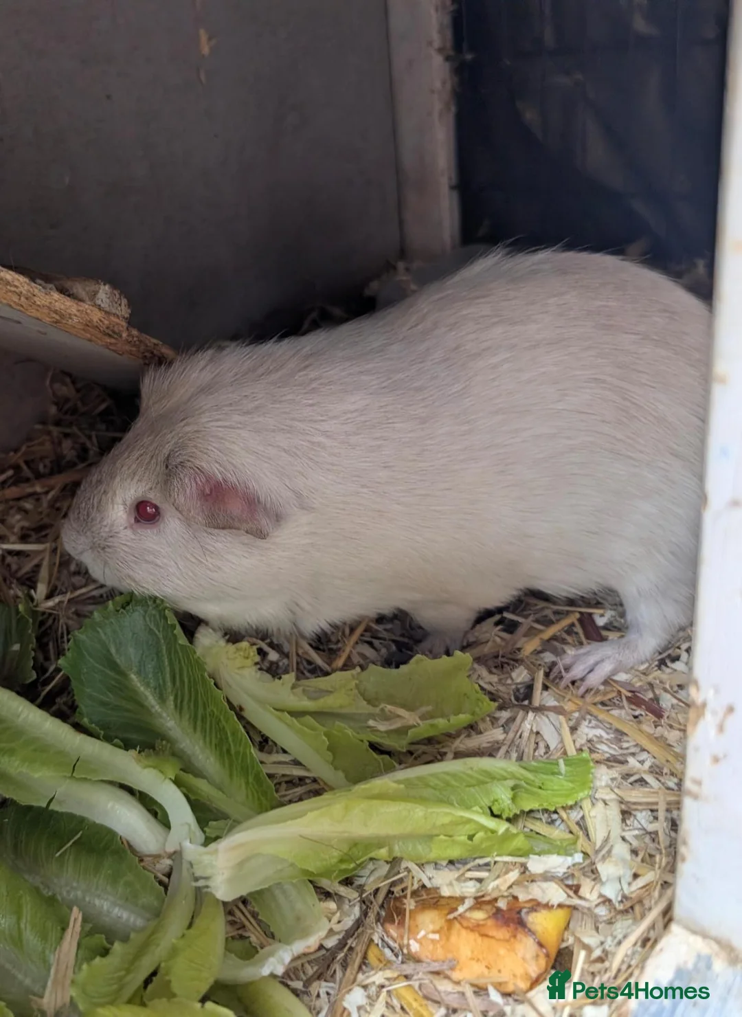Guinea Pig rodents for sale: Bonded males - Advert 2