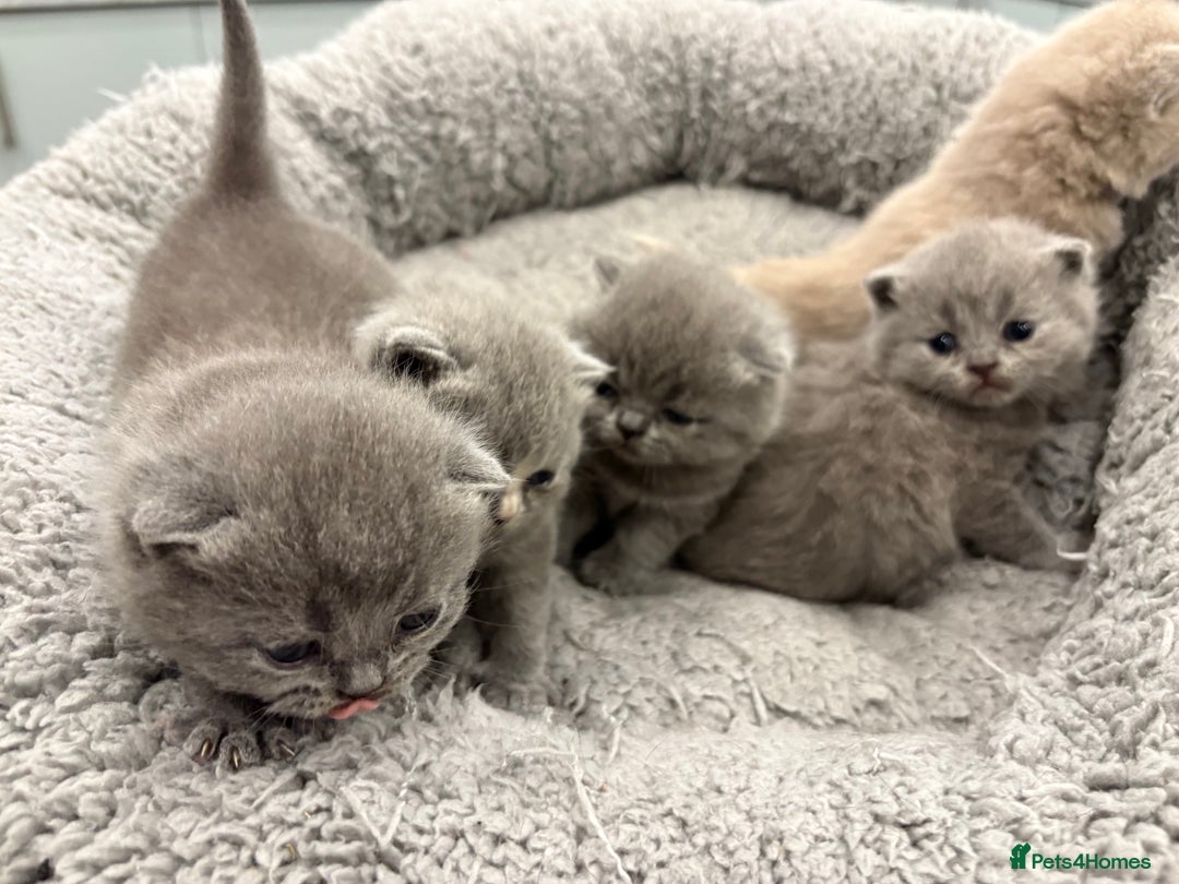 British Shorthair cats for sale: BSH kittens for sale from pedigree parents - Advert 11