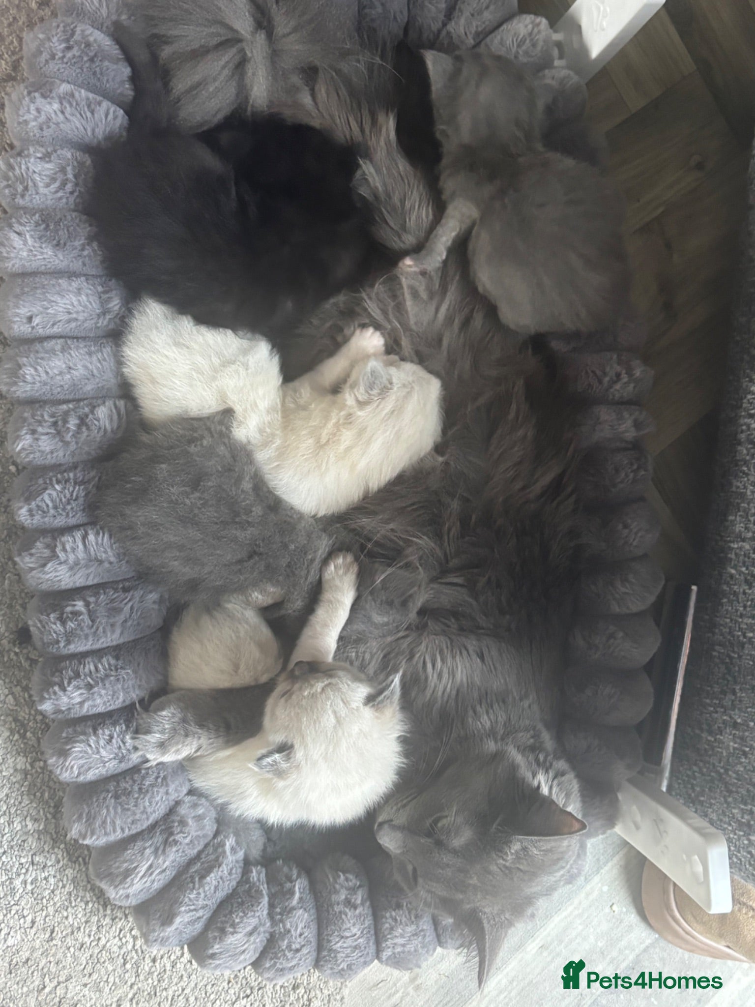 Ragdoll cats 3 girls and 2 boys  - Advert 1