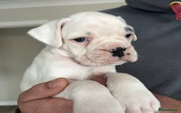 Boxer dogs for sale: Kc Beautiful White Boxer Boys   - Image 5