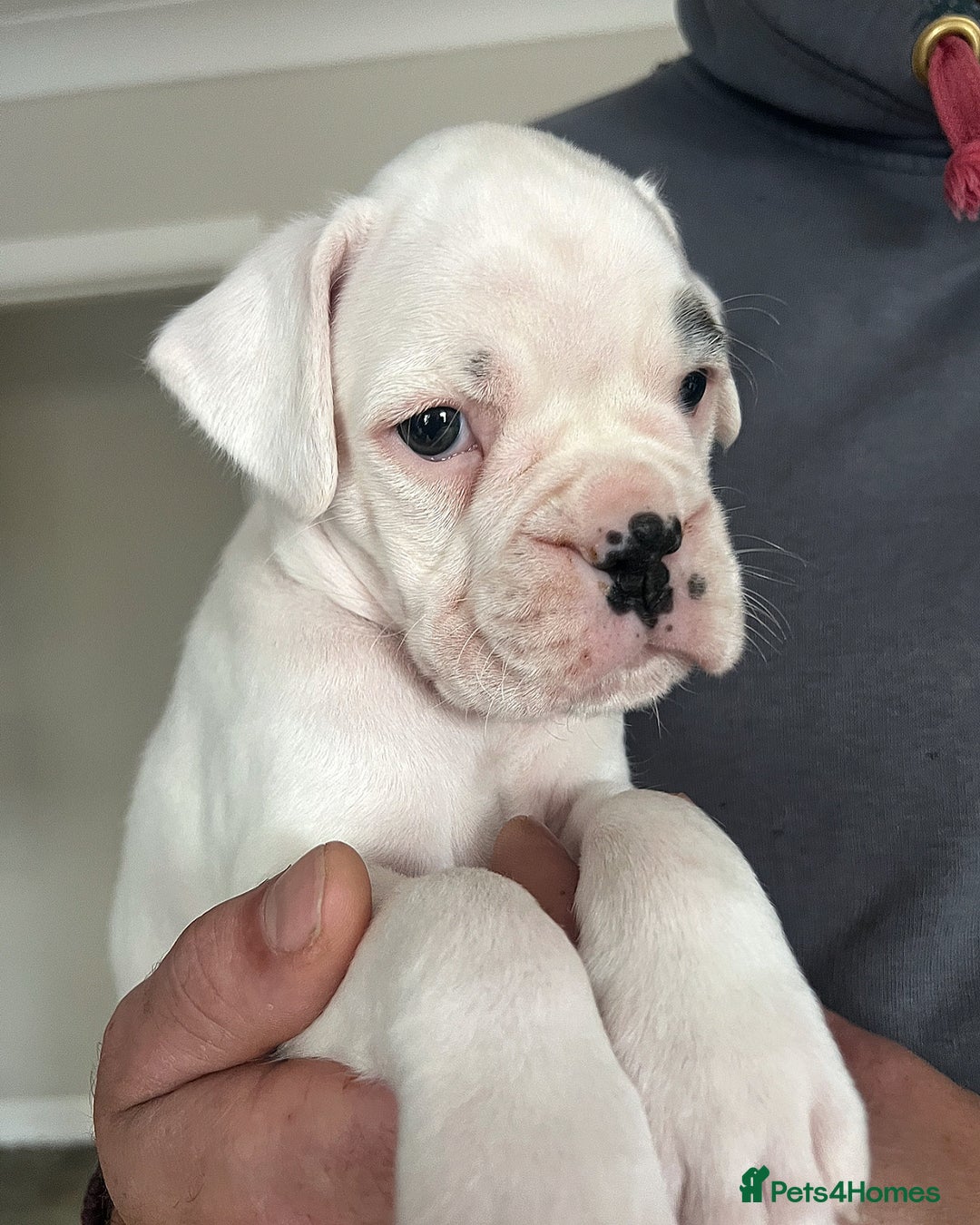 Boxer dogs for sale: Kc Beautiful White Boxer Boys   - Image 5