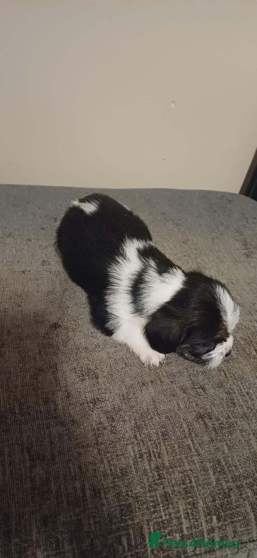 Mixed Breed dogs Male puppy for sale boy small breed shihtzu x - Advert 1