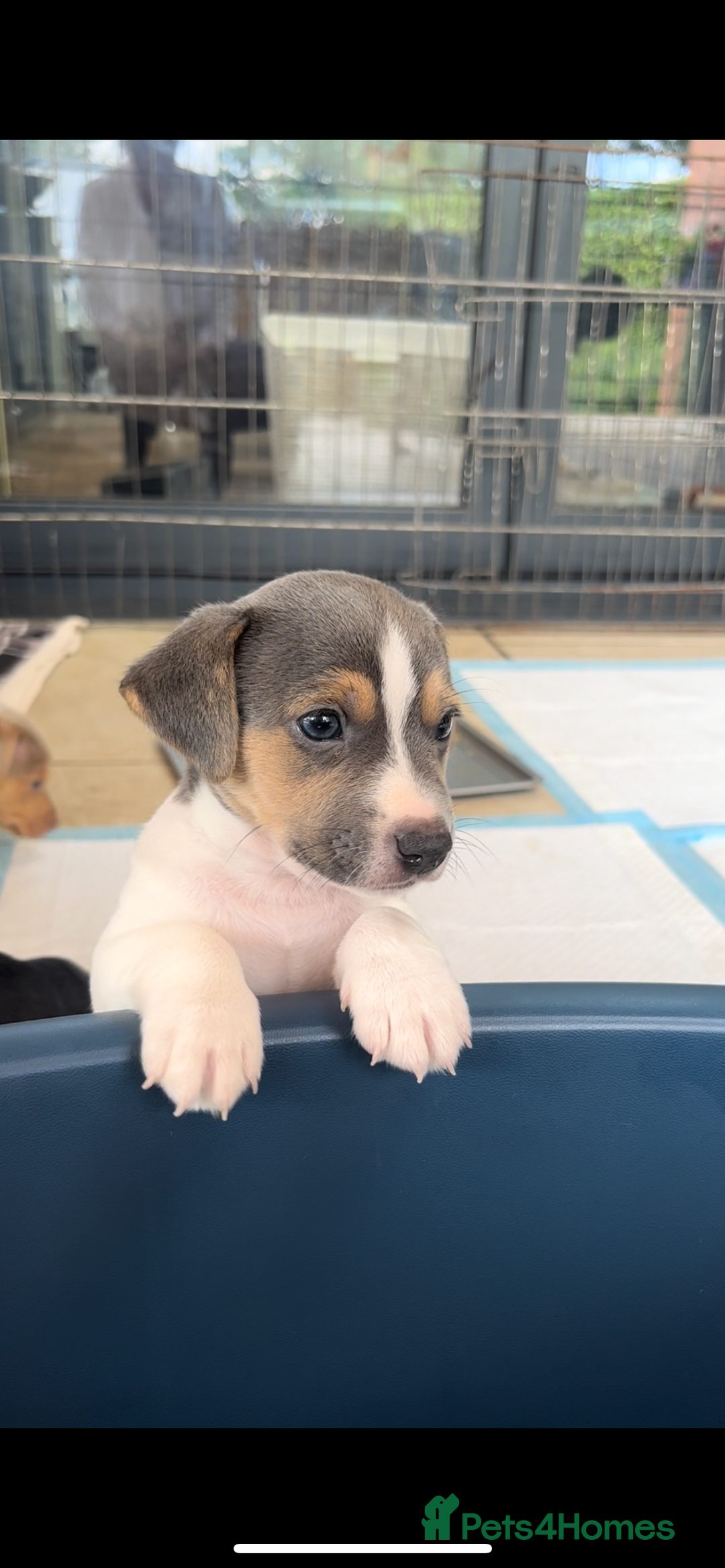 Jack Russell dogs for sale: Miniature Jack Russel puppies  - Image 10