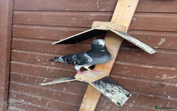 Pigeons birds for sale: Stock racing pigeon few left - Image 8