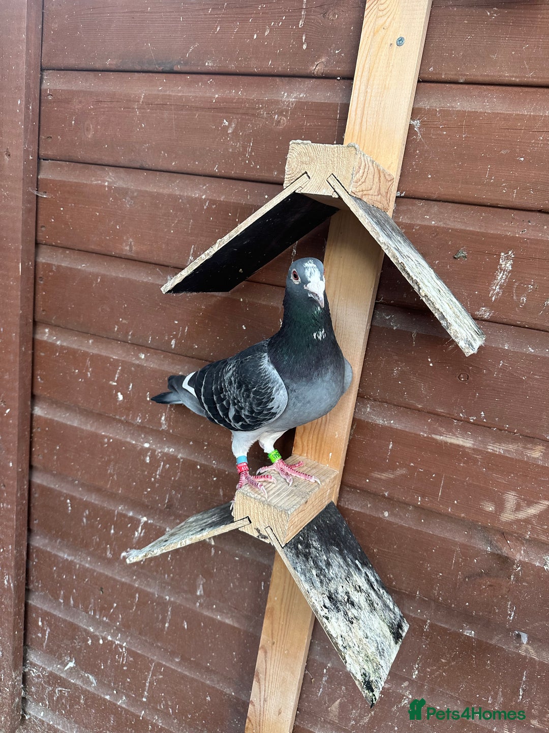 Pigeons birds for sale: Stock racing pigeon few left - Image 8