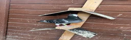 Pigeons birds for sale: Stock racing pigeon few left - Advert 12