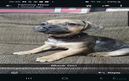 Mixed Breed dogs for sale: Dachshund X Pug - Image 12
