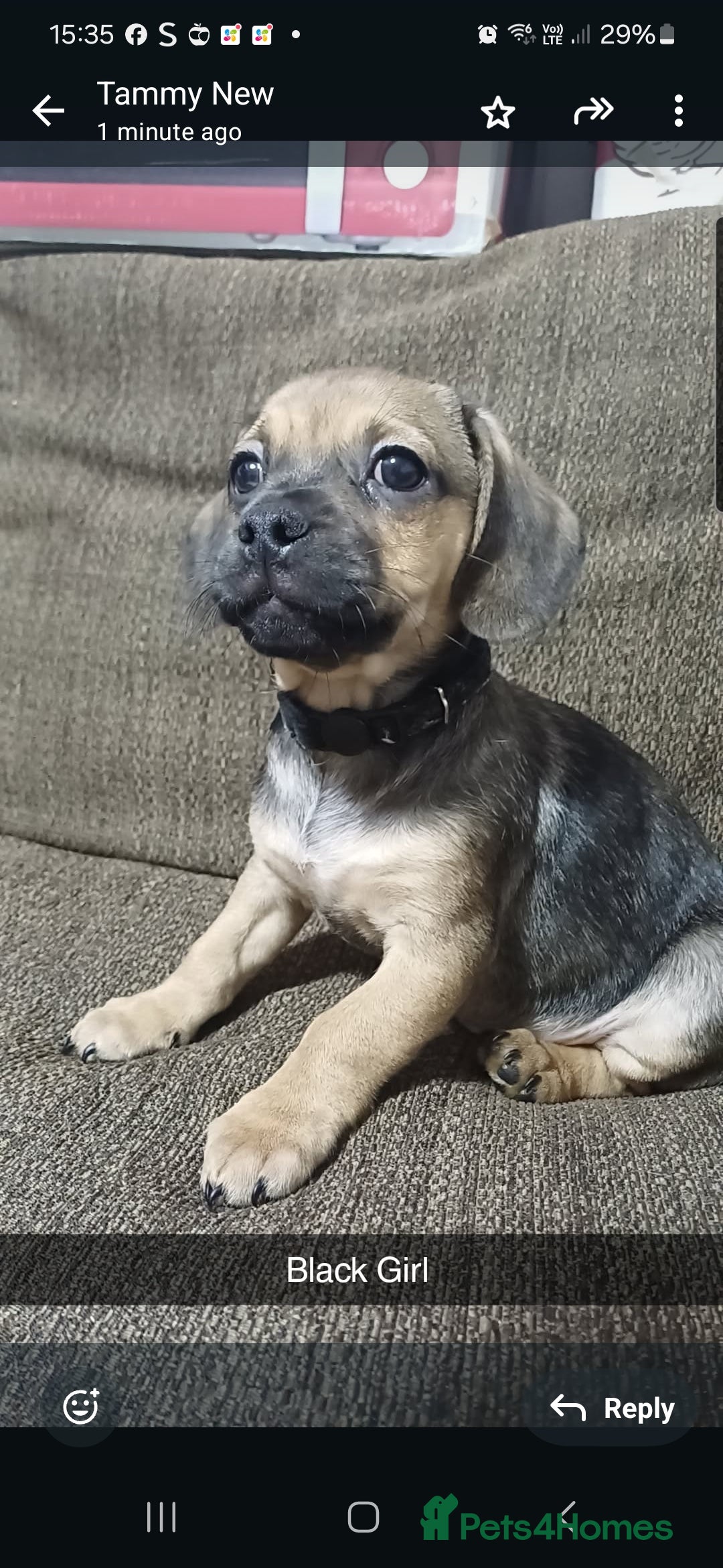 Mixed Breed dogs for sale: Dachshund X Pug - Image 12
