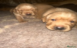 Labrador Retriever dogs for sale: Ready to leave! Beautiful KC Fox Red Labrador Girl - Image 23
