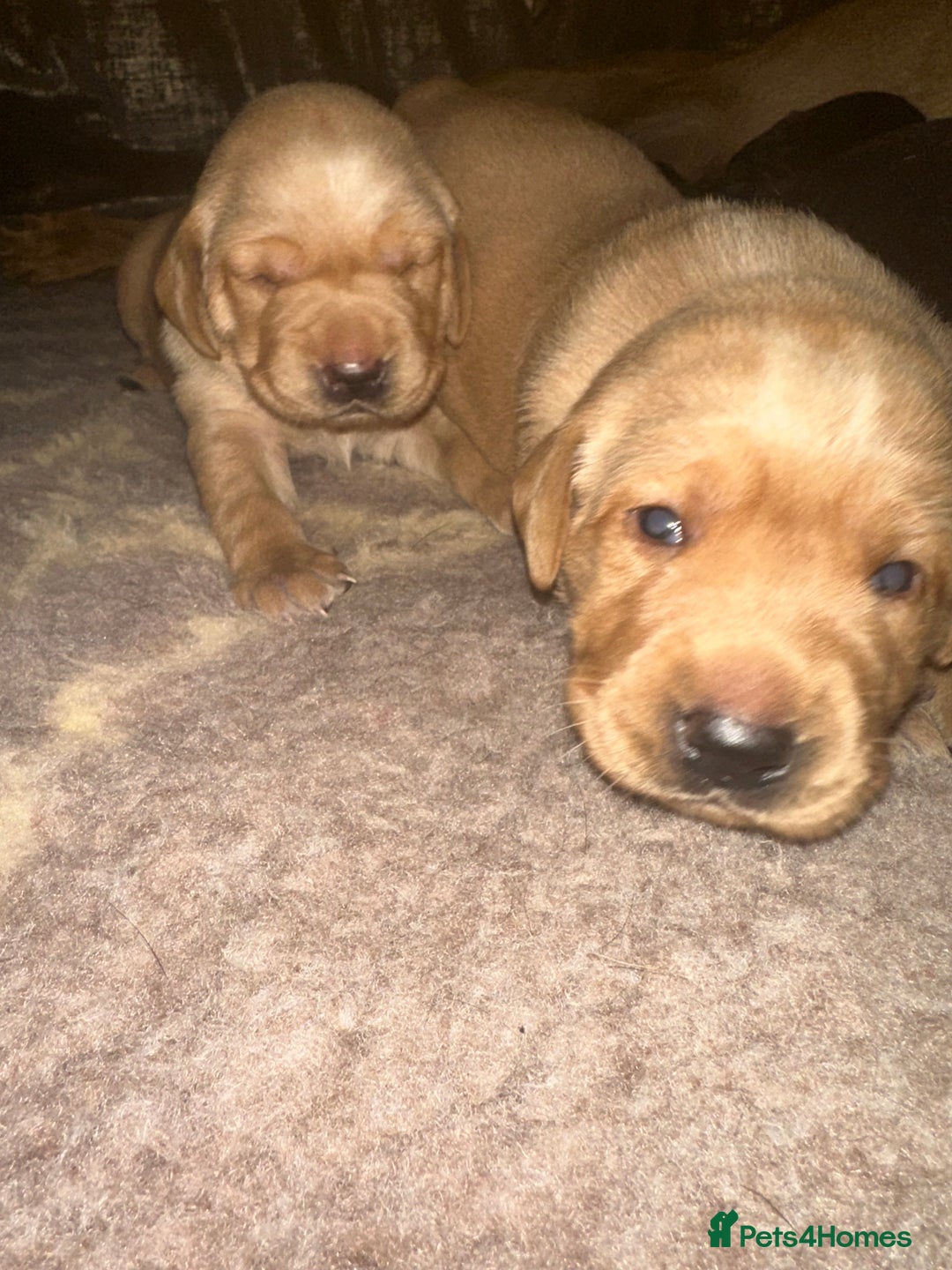 Labrador Retriever dogs for sale: Ready to leave! Beautiful KC Fox Red Labrador Girl - Image 23