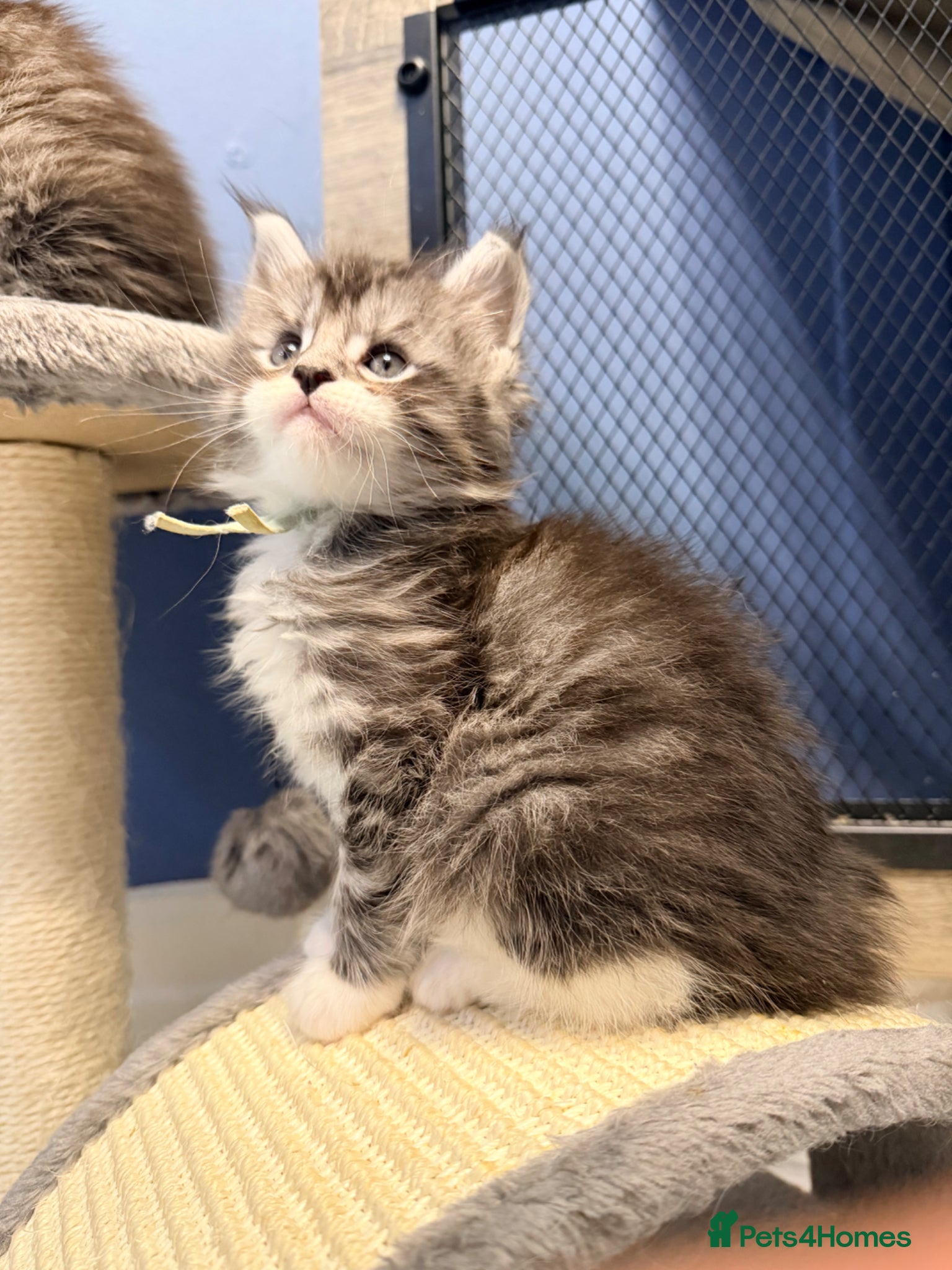 Maine Coon cats 3 gorgeous Maine Coon kittens - Advert 3