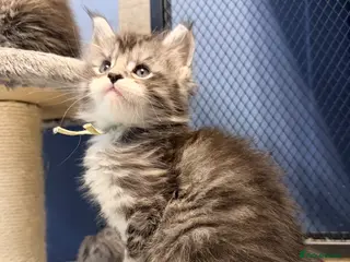 Maine Coon cats 3 gorgeous Maine Coon kittens - Advert 3