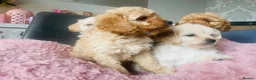 Mixed Breed dogs for sale: 4 Cavapoo girls ready  - Advert 17