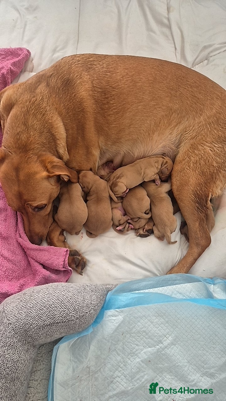 Labrador Retriever dogs Fox red labrador retriever puppies - Advert 1