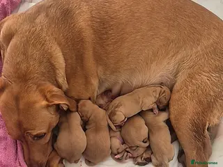 Labrador Retriever dogs Fox red labrador retriever puppies - Advert 1