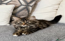 Siberian cats for sale: Lovely Siberian Mix kittens at Windsor Whiskers - Image 1